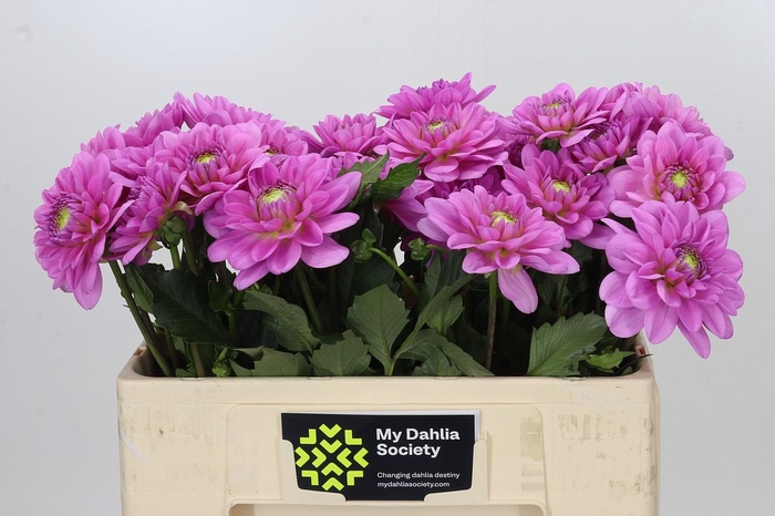 <h4>Dahlia Pink Pop</h4>