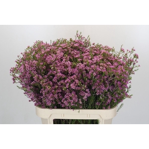 Chamelaucium 'Michal'