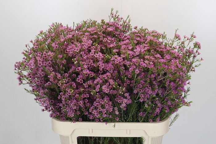 <h4>Chamelaucium 'Michal'</h4>