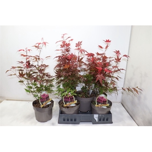 Acer Pa Atropurpureu