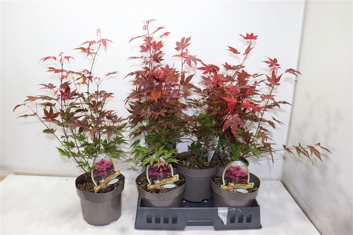 <h4>Acer Pa Atropurpureu</h4>