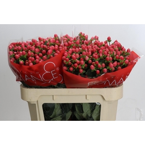 Hypericum Sweet Romance