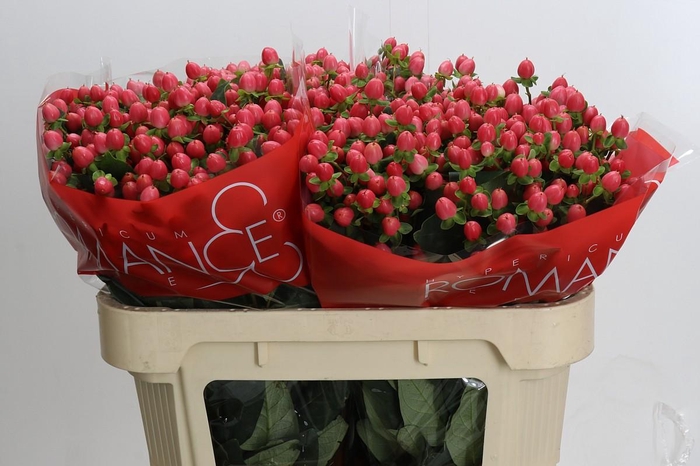 Hypericum Sweet Romance