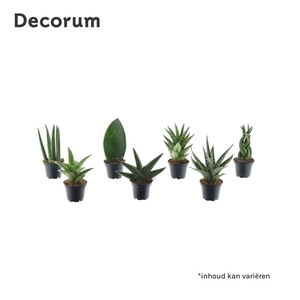 Sansevieria luxe mix