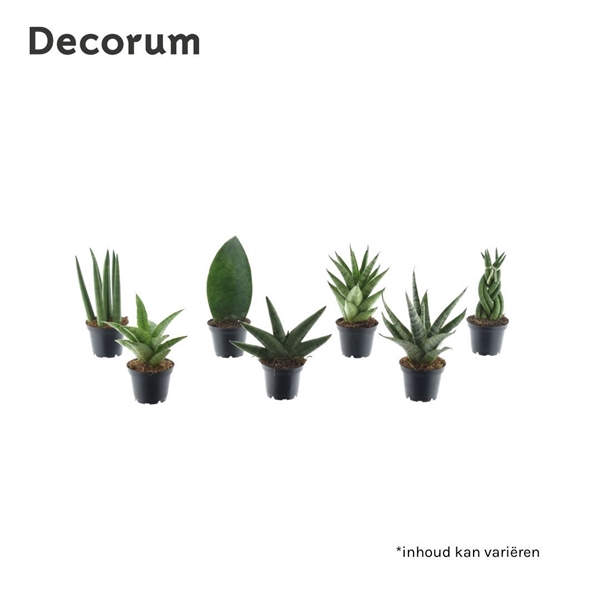<h4>Sansevieria luxe mix</h4>