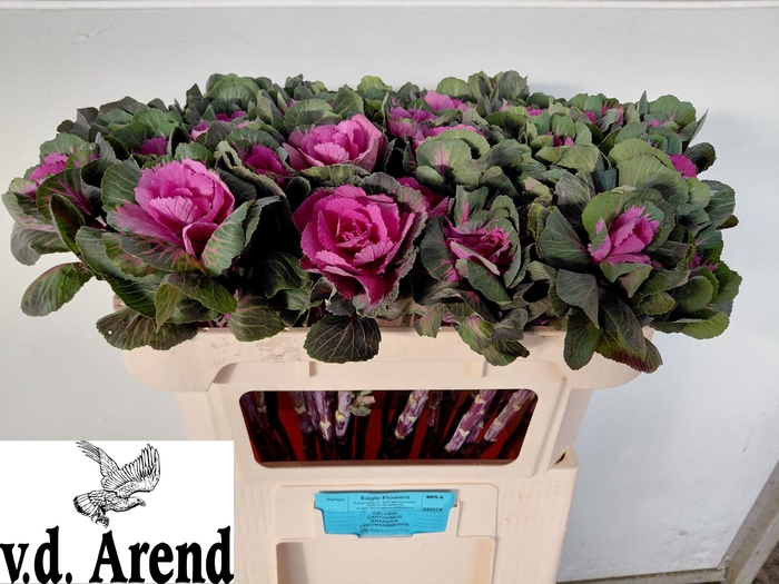 <h4>BRASS RED CRANE</h4>