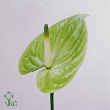 DIEFF SE TROPIC SNOW