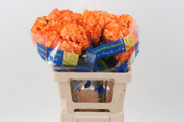 <h4>Hydr Light Orange</h4>