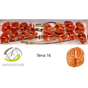 Anthurium Terra