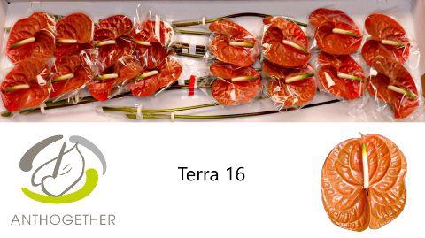 <h4>Anthurium Terra</h4>