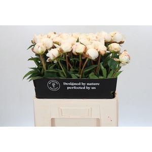 Paeonia Snow Mountain