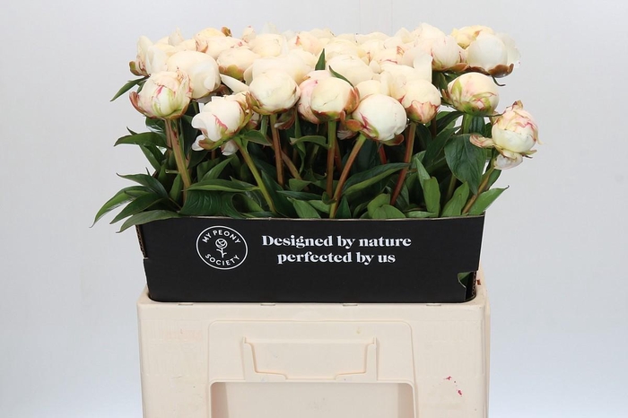 <h4>Paeonia Snow Mountain</h4>