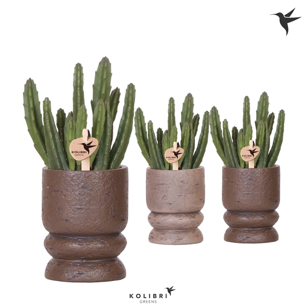 <h4>Kolibri Greens Stapelia Leendertziae in Vintage pot mix</h4>