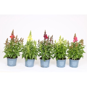 Antirrhinum Majus mix