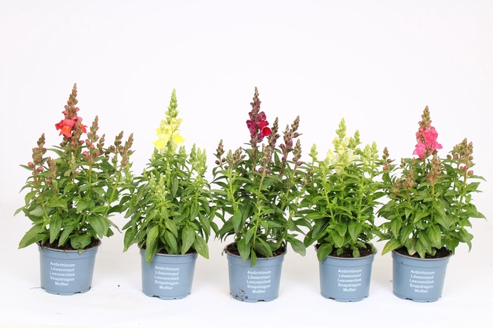 <h4>Antirrhinum Majus mix</h4>