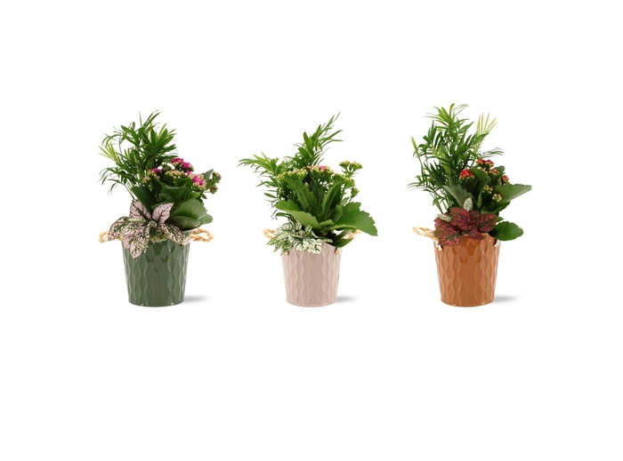 <h4>Collectie "Natural Bubble" Arrangement in Nora Zink</h4>