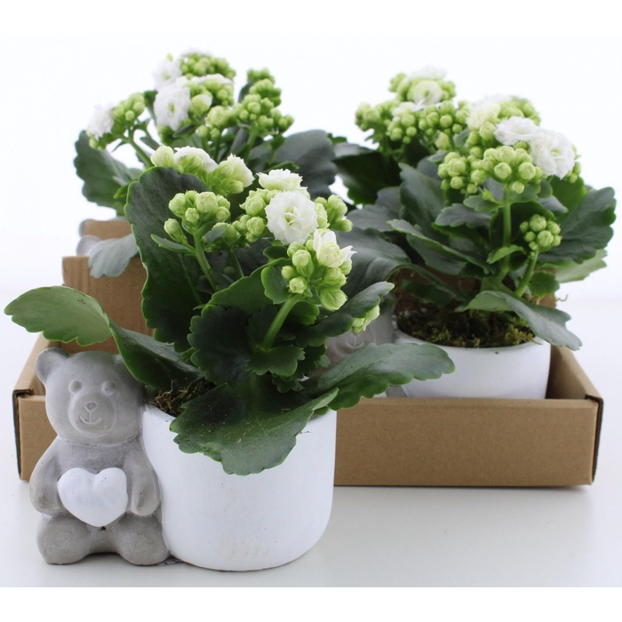 <h4>Arr Kalanchoe</h4>
