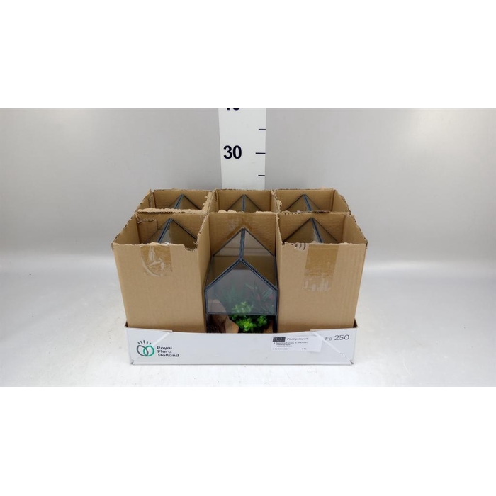<h4>Arr.   Kamerplant Groen H%</h4>