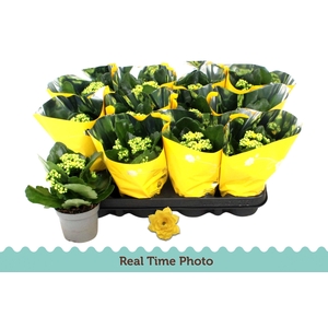 Kal Ge Amarillo Yell