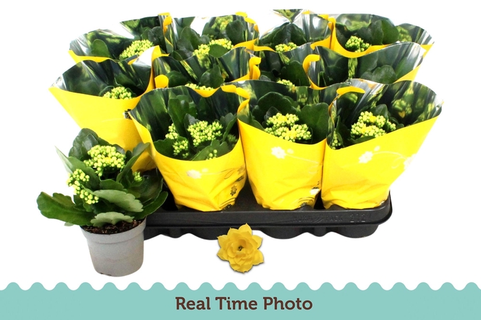 <h4>Kal Ge Amarillo Yell</h4>