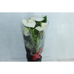 ANTHURIUM ALASKA P17 PREMIUM