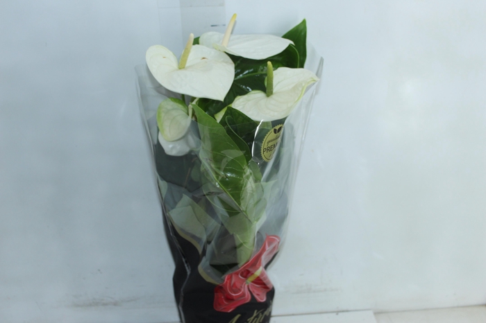 <h4>ANTHURIUM ALASKA P17 PREMIUM</h4>