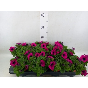 Petunia  'Sunpleasure Purple'