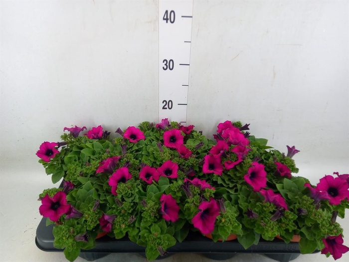 <h4>Petunia  'Sunpleasure Purple'</h4>