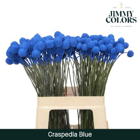 <h4>Craspedia L60 Blue</h4>