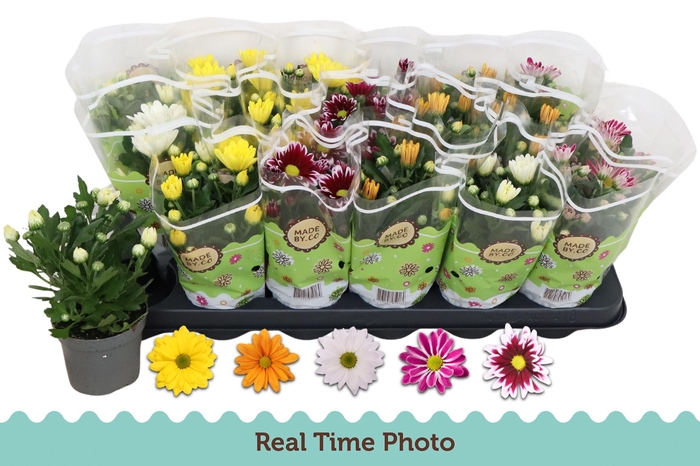 <h4>CHRYS GEM 5 KL</h4>