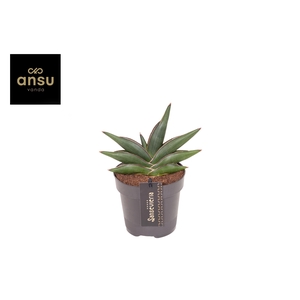 Sansevieria Almond jade No. 4