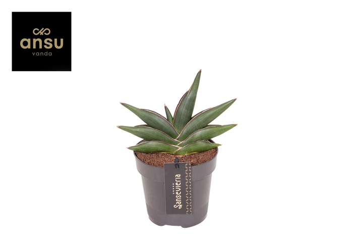 <h4>Sansevieria Almond jade No. 4</h4>