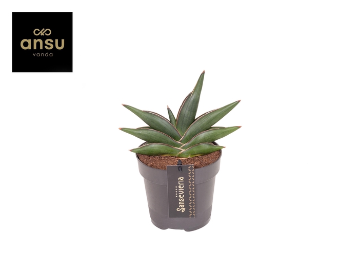 <h4>Sansevieria Almond jade No. 4</h4>