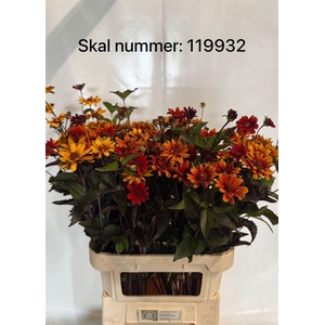 Heliopsis Red Shades