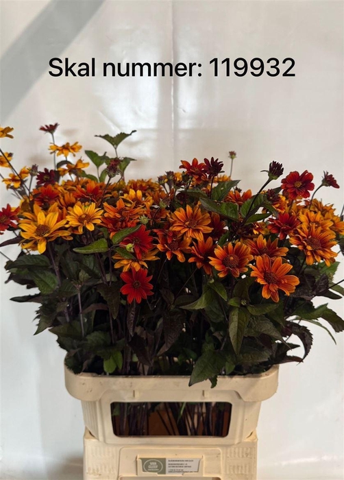 <h4>Heliopsis Red Shades</h4>