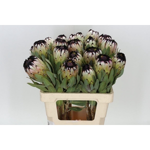 Protea Niobe