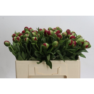 Paeonia Diana Parks