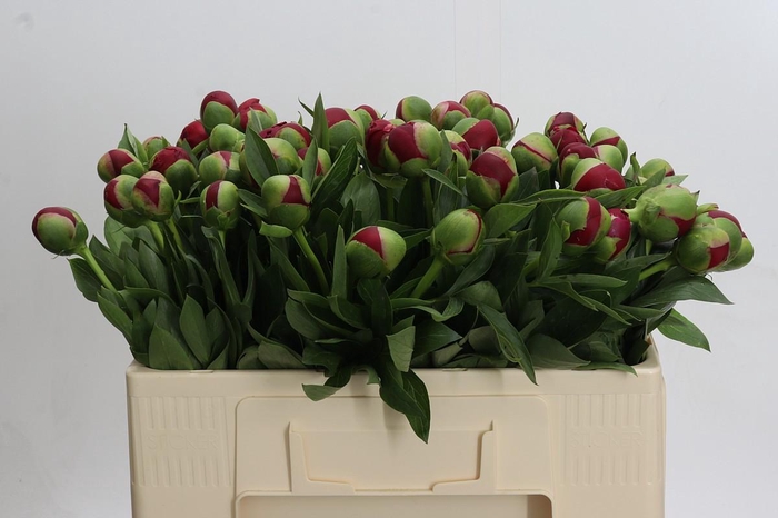 Paeonia Diana Parks