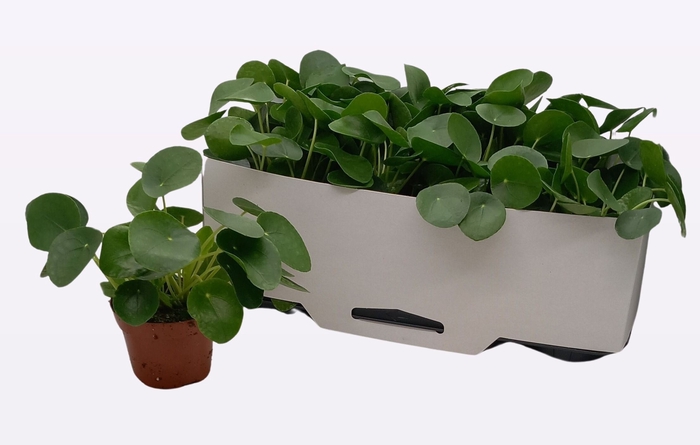 <h4>PILEA PEPEROMIOIDES</h4>