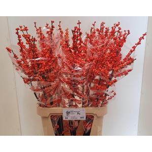 ILEX VE OUDIJ ORANGE