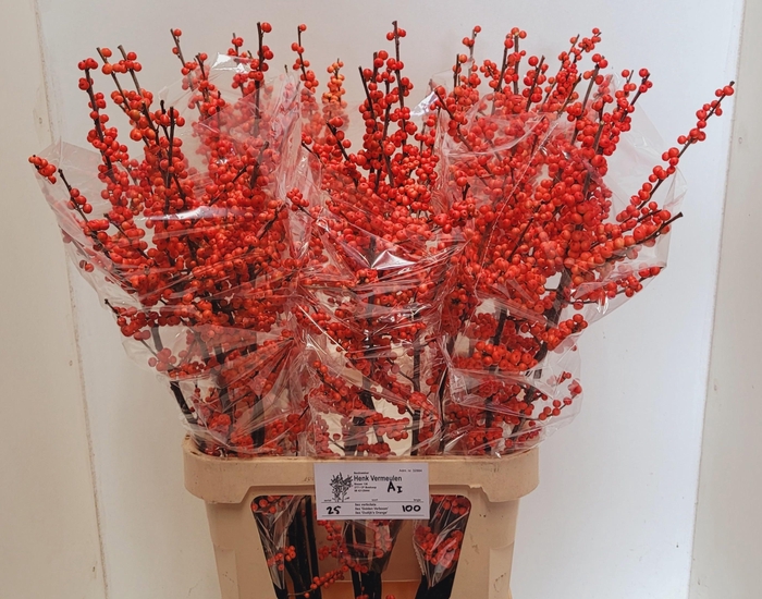 <h4>ILEX VE OUDIJ ORANGE</h4>