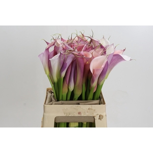 Zantedeschia Eydolls Purple White