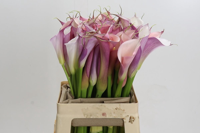 <h4>Zantedeschia Eydolls Purple White</h4>