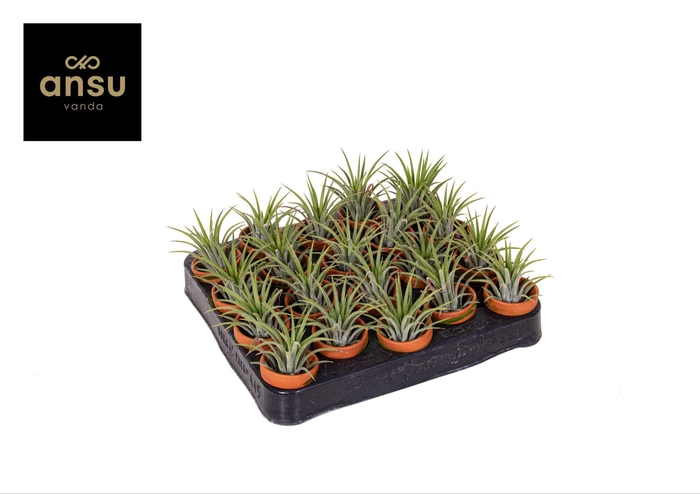 <h4>Tillandsia in Terracotta pot</h4>
