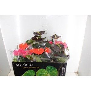 ANTHURIUM VARIADO P17 PREMIUM