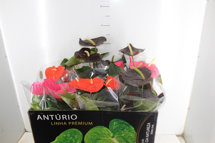 ANTHURIUM VARIADO P17 PREMIUM