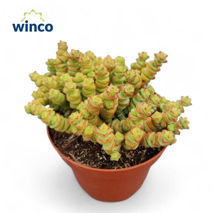 <h4>CRASS MARNIERIANA</h4>