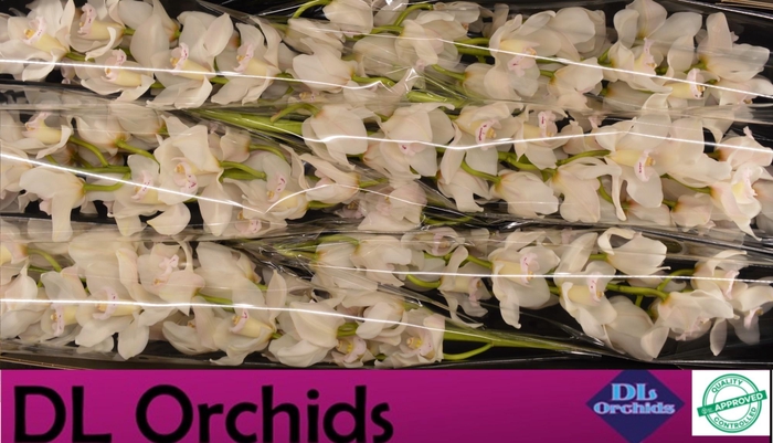 <h4>CYMB T MUSCLE WHITE</h4>