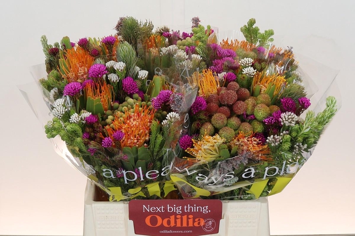 <h4>BQ Kaaps Groen Rivermix</h4>