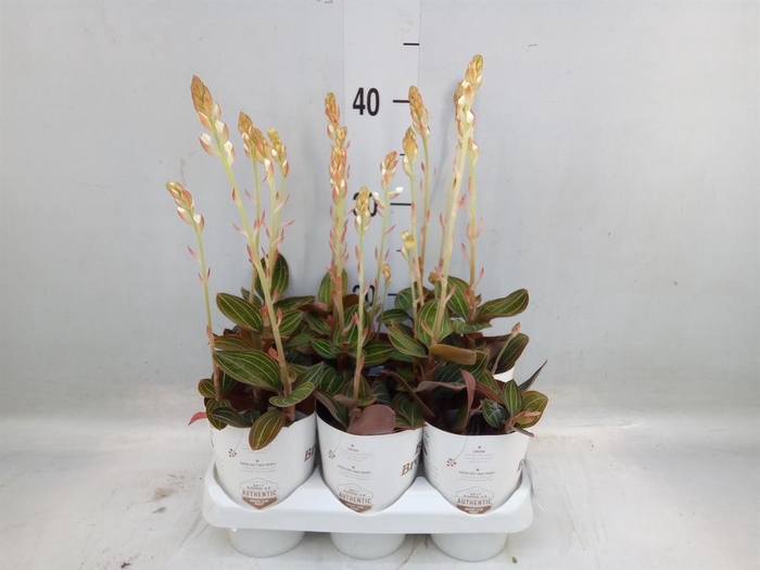 <h4>Ludisia discolor</h4>